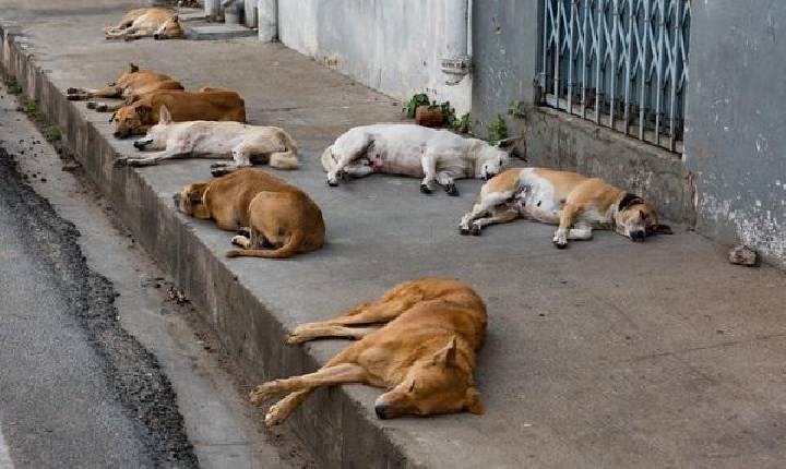 Mortes de animais de rua por suspeita  de envenenamento geram denúncia  e revolta em Iramaia