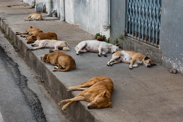Mortes de animais de rua por suspeita  de envenenamento geram denúncia  e revolta em Iramaia