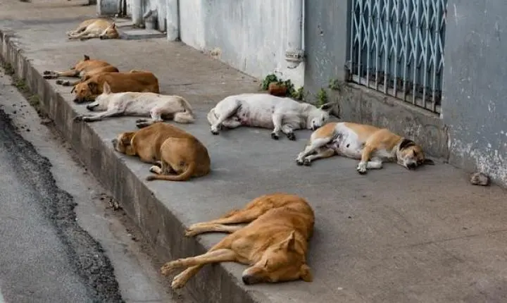 Mortes de animais de rua por suspeita  de envenenamento geram denúncia  e revolta em Iramaia